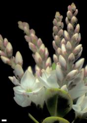 Veronica vernicosa. Inflorescences, showing front view of flowers. Scale = 1 mm.
 Image: W.M. Malcolm © Te Papa CC-BY-NC 3.0 NZ